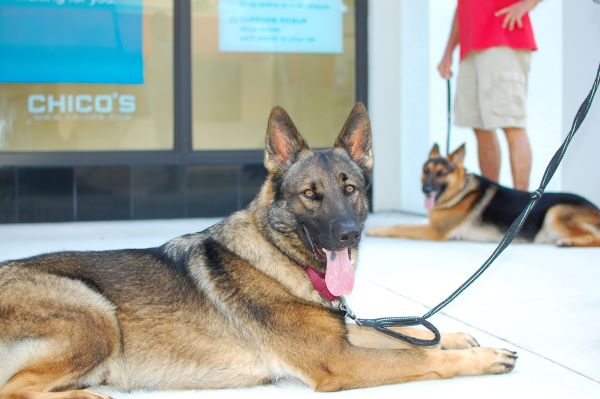 Wyoming Dog Training