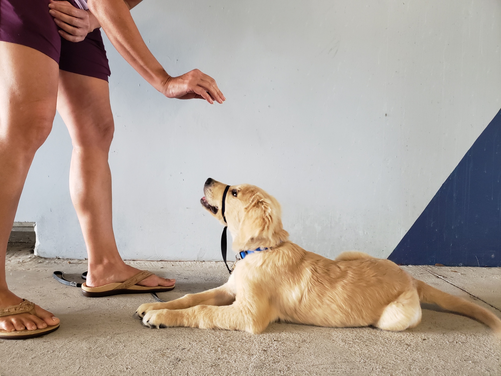 Kief Dog Training